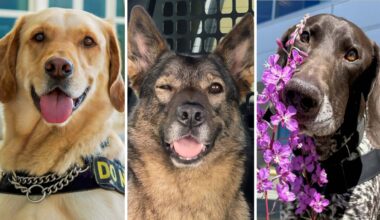 TSA releases ‘paw-some’ 2026 canine calendar featuring airport pups – NBC New York