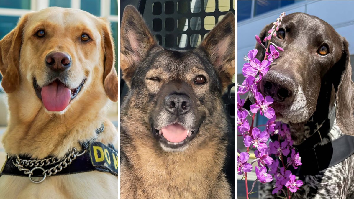 TSA releases ‘paw-some’ 2026 canine calendar featuring airport pups – NBC New York