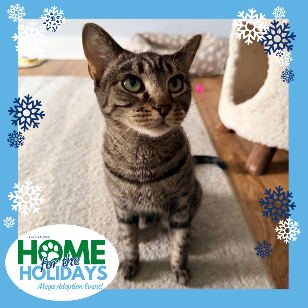 Come meet me and 100+ of my adoptable friends at Louie's Legacy Animal Rescue's MEGA adoption event, Home for the Holidays! Saturday, December 13th, 2025 at Paradise Island in Staten Island from 11am - 3pm!

Between Dec, 1st-15th, part of my adoption fee is sponsored! Thanks to the Bissell Pet Foundation's Empty the Shelters campaign, my new family can take me home for $25!

Meet Millie! This petite 3-year-old beauty weighs just 7 pounds but has a huge heart full of love to give. Millie is a gentle, affectionate soul who’s been through a lot—she was sadly found abandoned on the street after recently giving birth, though none of her kittens were found. Despite her rough start, she’s ready to open her heart to a family who will love her forever.

Millie can be a little shy at first and appreciates a calm space where she can decompress and have cozy spots to hide. Once she feels safe, though, she’ll come out to greet you with the sweetest little purrs and head bumps. When it comes to affection, Millie is a total purring machine! She loves gentle pets and quiet companionship far more than chasing toys—she’s all about love and snuggles.

If you’re looking for a tender, loving cat who just wants a peaceful home and a kind heart to trust, Millie could be the one for you.

Millie is currently being fostered in New Jersey. Her adoption fee is $200.

Kittens are only adopted in pairs or to homes with other friendly, social pets. They are very social by nature and need to be with other pets for their socialization.

Millie's adoption fee is $200; to adopt a pair of kittens, the combined adoption fee is $325. To adopt this pet, please visit https://www.louieslegacy.org/adopt (Courtesy/Louie’sLegacy)