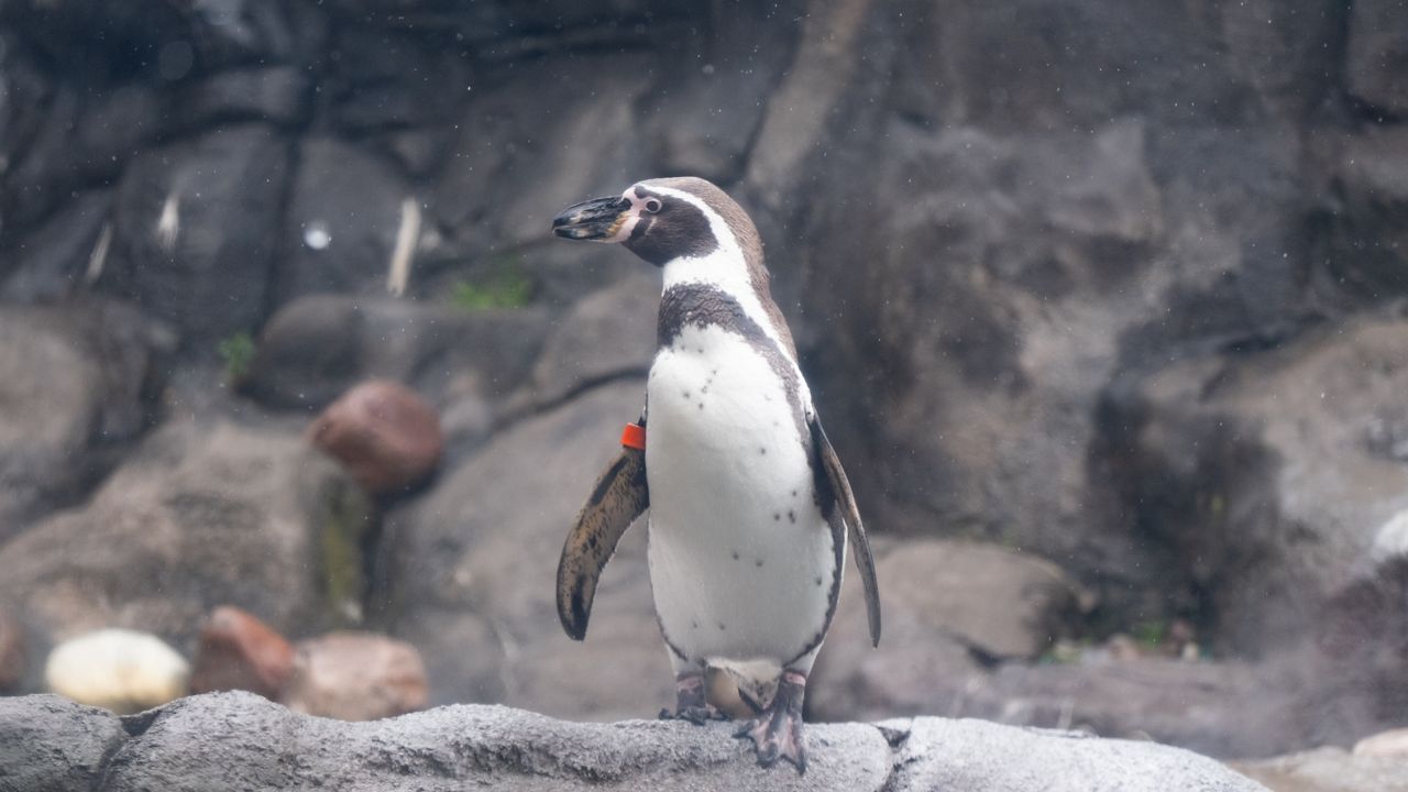 a PENGUIN