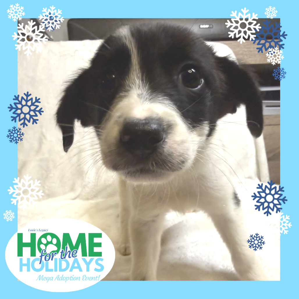 Come meet me and 100+ of my adoptable friends at Louie's Legacy Animal Rescue's MEGA adoption event, Home for the Holidays! Saturday, December 13th, 2025 at Paradise Island in Staten Island from 11am - 3pm!

Meet 2026, a brand-new beginning wrapped in puppy form.

At just 2 months old and around 4 pounds, 2026 is a playful, curious pup with a gentle and hopeful spirit. Found huddled beside mom Eve on the side of a highway, she has already shown resilience beyond her tiny size. This sweet puppy is friendly with dogs, cats, and people and loves exploring the world in true puppy fashion. While potty training hasn’t started yet due to their age, we’re confident 2026 will pick it up quickly with consistency and love. Expected to be small-to-medium full grown, 2026 is ready to start her next chapter in a forever home.

2026 is currently being fostered in Middletown NJ. Her adoption fee is $550.

To adopt this animal, please visit https://www.louieslegacy.org/adopt (Courtesy/Louie’sLegacy)