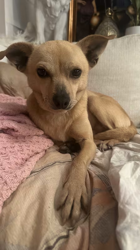 Little Brother sure can use a human Mama or Papa to show him the way and make him feel safe again. This precious peanut is a 10-year-old, 16-pound Chihuahua/Terrier mix who has so much love in his heart but is too shut down right now to truly express it.

Adorable, mellow, and quiet, Little Brother is currently most comfortable in his crate, which is where he spends most of his time. He appears to have good leash manners and is verrrry slowly getting over his fear of venturing outside, one ‘lil paw at a time. Little Brother seems interested in other dogs but hasn’t yet had the opportunity to engage.

A fan of boiled chicken, Little Brother is a pretty good eater and will take treats as long as he deems them acceptable. OK, buddy…you win…you can have a bite of my chicken cutlet!

Little Brother is trying so hard to be brave, and every day, you can see signs of progress. He hasn’t played with toys or allowed for much affection yet, but every now and again, when he thinks no one is looking, Little Brother briefly checks out his surroundings as if to say: Hello there, humans…just give me some time to become more confident and trusting…’cause if you let me go at my own pace, I promise I’ll get there and it’ll be sooo worth the wait!

If sad and scared dogs pull at your heartstrings, please consider offering Little Brother the gift of love, loyalty, and patience…in a home of his very own. He WILL come around…and what a beautiful act of kindness it will be giving this deserving small-fry a most extraordinary second chance.

If you would like to adopt this wonderful dog, please email rescue@pupstarzrescue.org or visit www.pupstarzrescue.org for an application! (Courtesy/PupStarz)