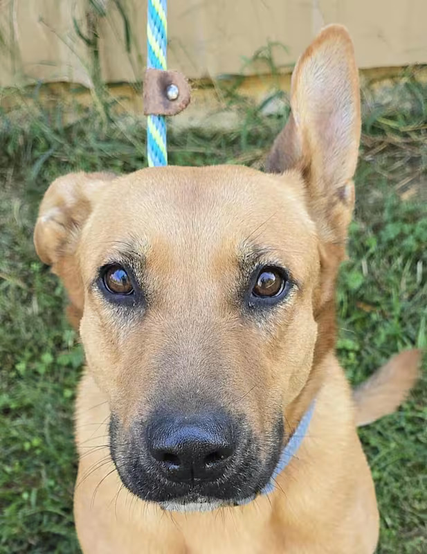 Meet Tundra, a 5.5-year-old, 74-pound, wonderful Shepherd mix. She is friendly and gets along with other dogs well!

If you would like to adopt this dog, please email rescue@pupstarzrescue.org or visit www.pupstarzrescue.org for an application!

www.pupstarzrescue.org
Please Follow us on Instagram: @pupstarzrescue
Like us on FaceBook! www.facebook.com/PupStarzRescue

PupStarz rescue cannot guarantee the breed, size, temperament or age of any dog. (Courtesy/PupStarz)
