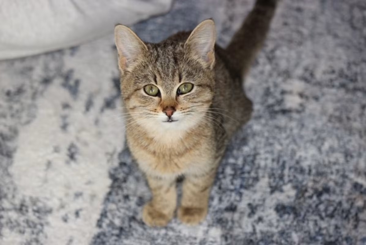 Meet Peanut — the tiny, uniquely gorgeous 3.5-month-old DSH kitten who will steal your heart in seconds.

Peanut may be small, but she’s overflowing with sweetness. This little beauty has the most uniquely striking look, and an even better personality to match. Her favorite place in the world? Your lap. She loves to curl up, purr, and fall asleep right on you like the little peanut she is.

She also gets along wonderfully with other cats, making her the perfect addition to a home with feline friends.

Gentle, loving, and the ultimate cuddle buddy, Peanut is ready to bring warmth, comfort, and nonstop cuteness to her forever home. If you’re looking for a tiny lap companion with a big heart, she’s your girl.

If you would like to give this wonderful cat a home, please email rescue@pupstarzrescue.org or visit www.pupstarzrescue.org for an application!

**We cannot guarantee the age, breed, or size of a cat.

www.pupstarzrescue.org
Please Follow us on Instagram: @pupstarzrescue
Like us on Facebook! www.facebook.com/PupStarzRescue  (Courtesy/PupStarz)