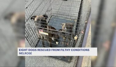 NYPD rescues dogs from Melrose apartment building