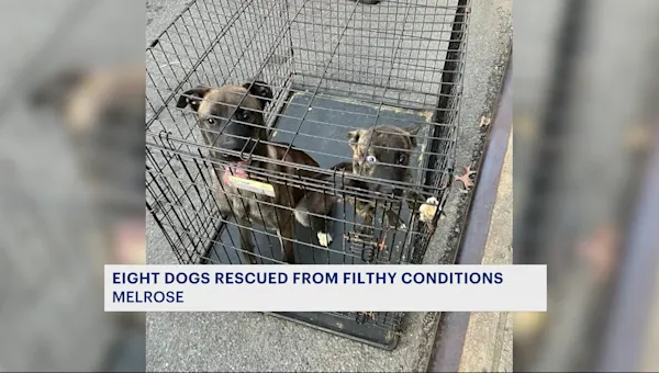 NYPD rescues dogs from Melrose apartment building