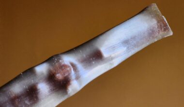 A Beloved New York Holiday Tradition