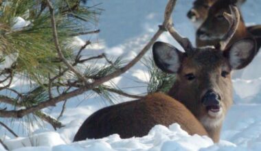 New York State Puts A Temporary Pause On Deer Hunting