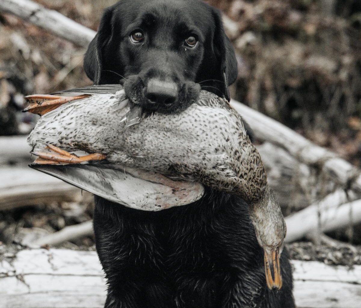New York State's Strict Laws About Hunting With Dogs