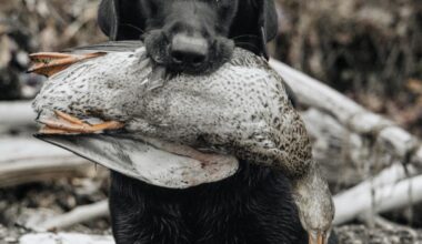 New York State's Strict Laws About Hunting With Dogs