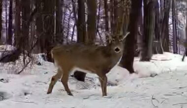 Anyone Notice This Strange Deer Activity in New York State?