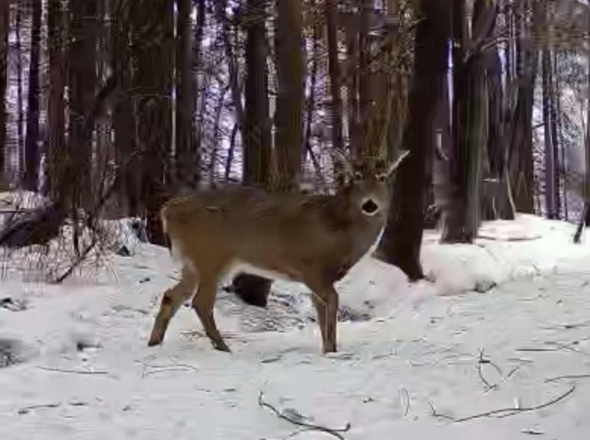 Anyone Notice This Strange Deer Activity in New York State?