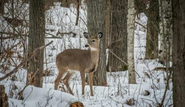 How Many Deer Can You Kill In New York State?