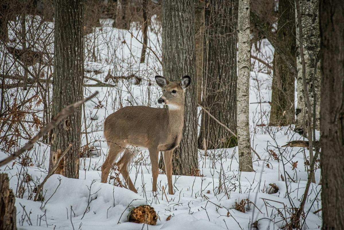 How Many Deer Can You Kill In New York State?
