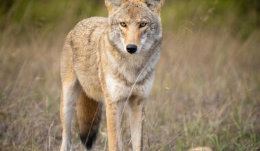 Concern Growing for This Coyote Roaming Western New York State