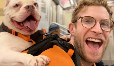 Rescue Dogs Find Adoption Success After Going for Rides in N.Y.C. Influencer's Viral Backpack (Exclusive)