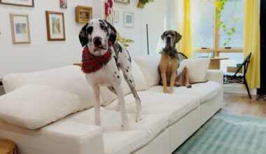 A Brooklyn Railroad Apartment Ruled By Two Great Danes And A Bossy Little Dog
