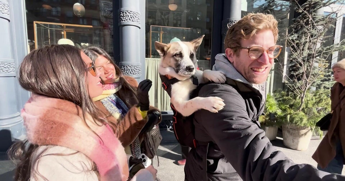 NYC influencer takes shelter dogs on subway adventures to help them find homes