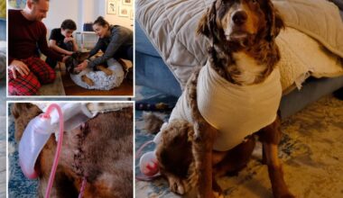 Exclusive | NYC family in shock after pup stabbed in Union Square