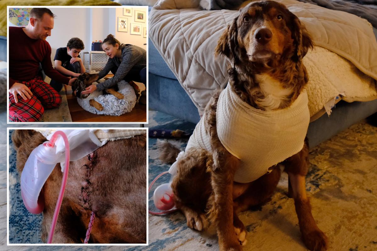 Exclusive | NYC family in shock after pup stabbed in Union Square