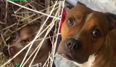 NJ woman reunited with lost dog after drone company helps out – NBC New York