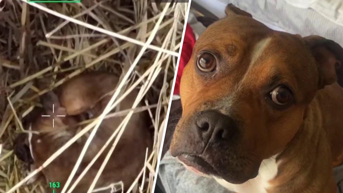 NJ woman reunited with lost dog after drone company helps out – NBC New York