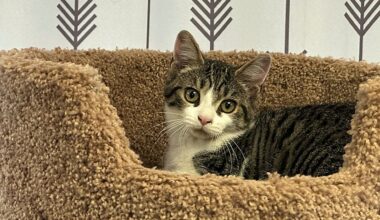 New law impacts New York state's animal rescues