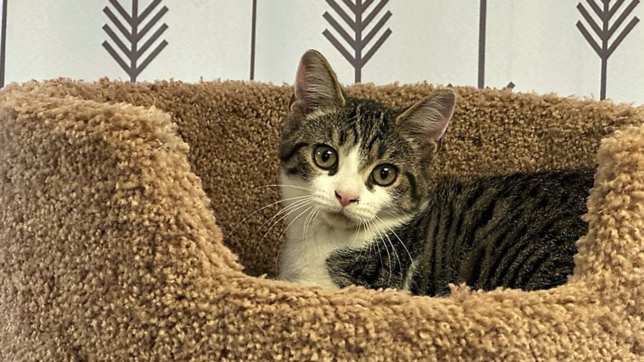 New law impacts New York state's animal rescues