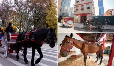 Exclusive | NYC horse carriages refuse testing, prompting threats by city