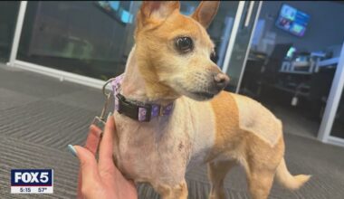 Owner of pit bulls that attacked chihuahua arrested for not handing over dogs