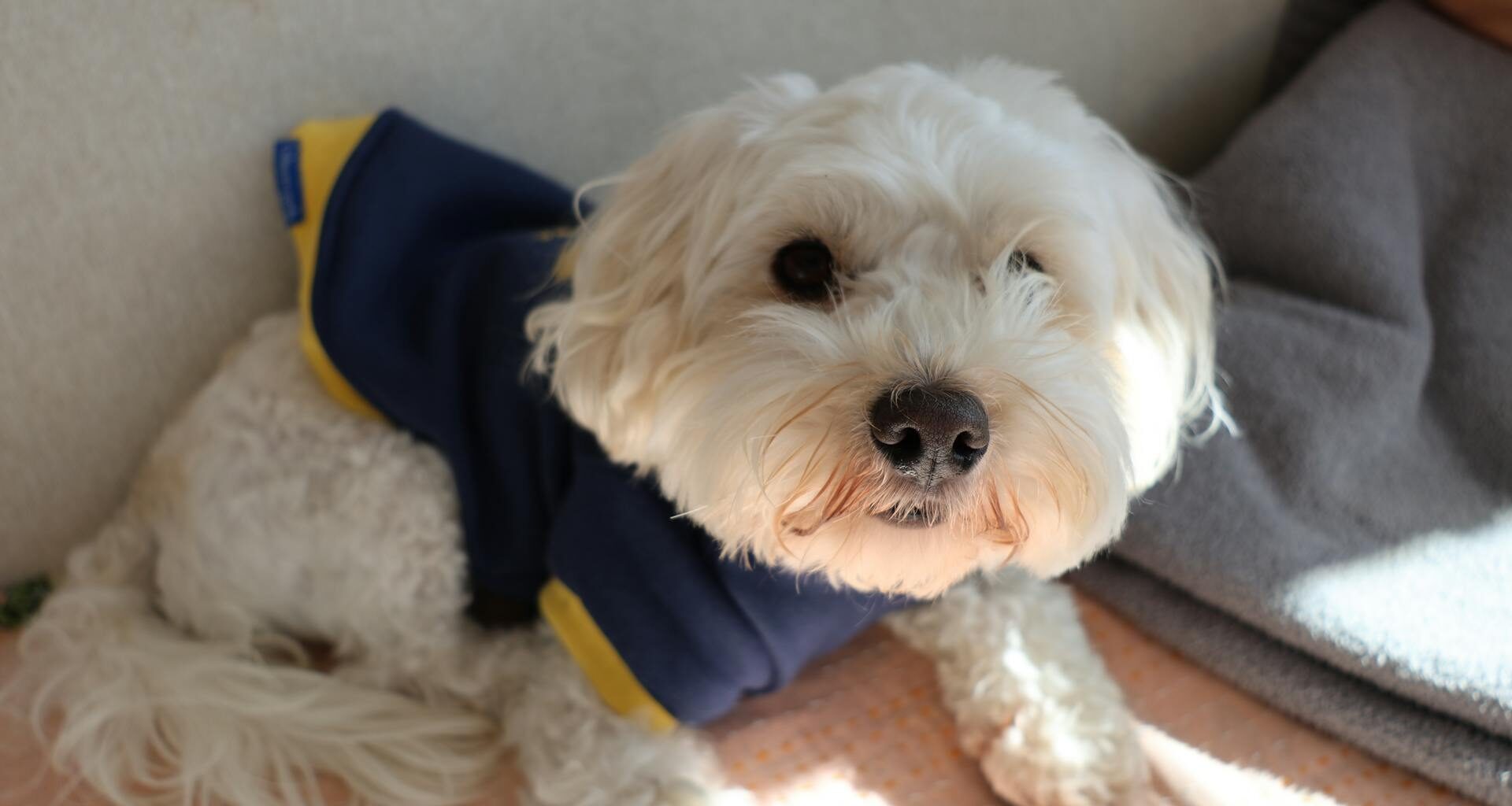 The Best Dog Friendly Hotels NYC: