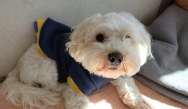 The Best Dog Friendly Hotels NYC: