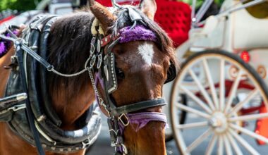NYC Plans To Finally Phase Out Horse Drawn Carriages! – One Green Planet