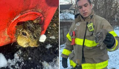 Upstate NY firefighters rescue squirrel trapped in dumpster on Christmas Eve