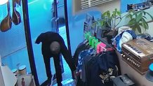 Surveillance camera captures man returning stolen mandolins. 
