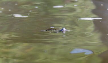 Staten Island Zoo Releases 31 Diamondback Terrapin Hatchlings in Restored NYC Waterway