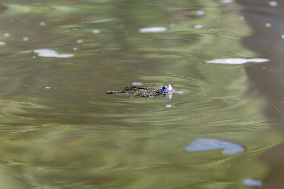 Staten Island Zoo Releases 31 Diamondback Terrapin Hatchlings in Restored NYC Waterway