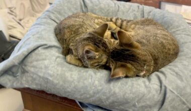 New York State's new animal shelter standards raise concern for small rescues