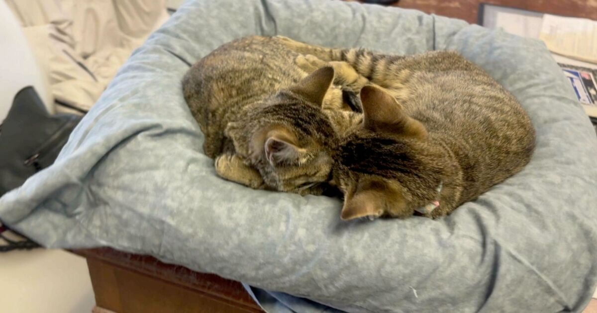 New York State's new animal shelter standards raise concern for small rescues