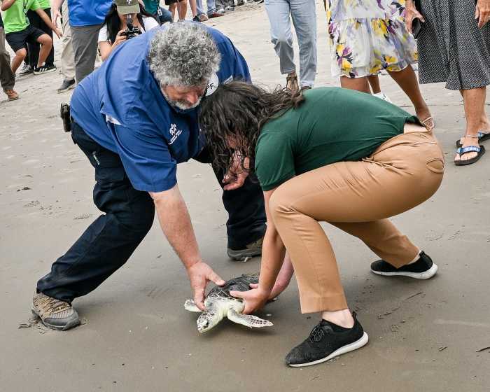 sea turtle in brooklyn