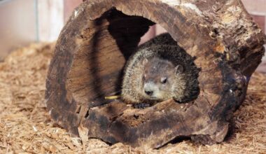 Here’s what you need to know ahead of Groundhog Day next week – amNewYork