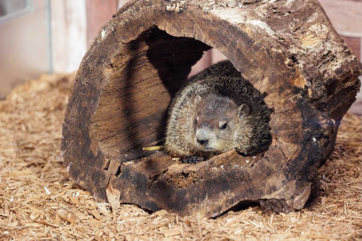 Here’s what you need to know ahead of Groundhog Day next week – amNewYork