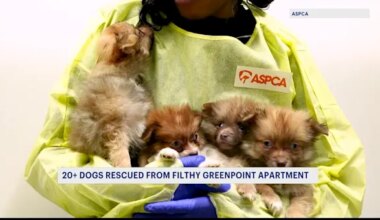 News 12 | Brooklyn | 23 Pomeranians rescued from deplorable conditions inside Greenpoint apartment