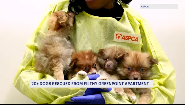 News 12 | Brooklyn | 23 Pomeranians rescued from deplorable conditions inside Greenpoint apartment