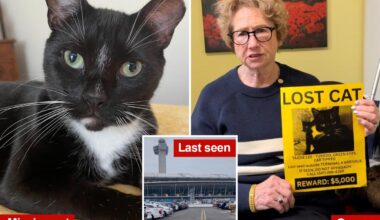Beloved cat on the loose at JFK weeks after escaping during holiday chaos