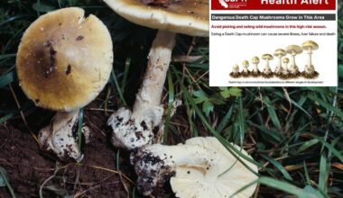 Death cap mushroom outbreak sickens at least 35 across California