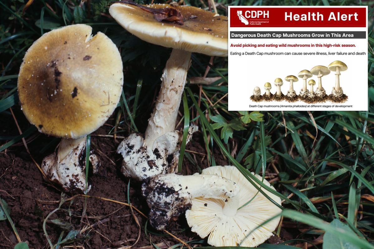 Death cap mushroom outbreak sickens at least 35 across California
