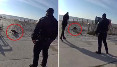 'Aggressive' raccoon that charged at a group of people shot dead on NYC boardwalk: NYPD