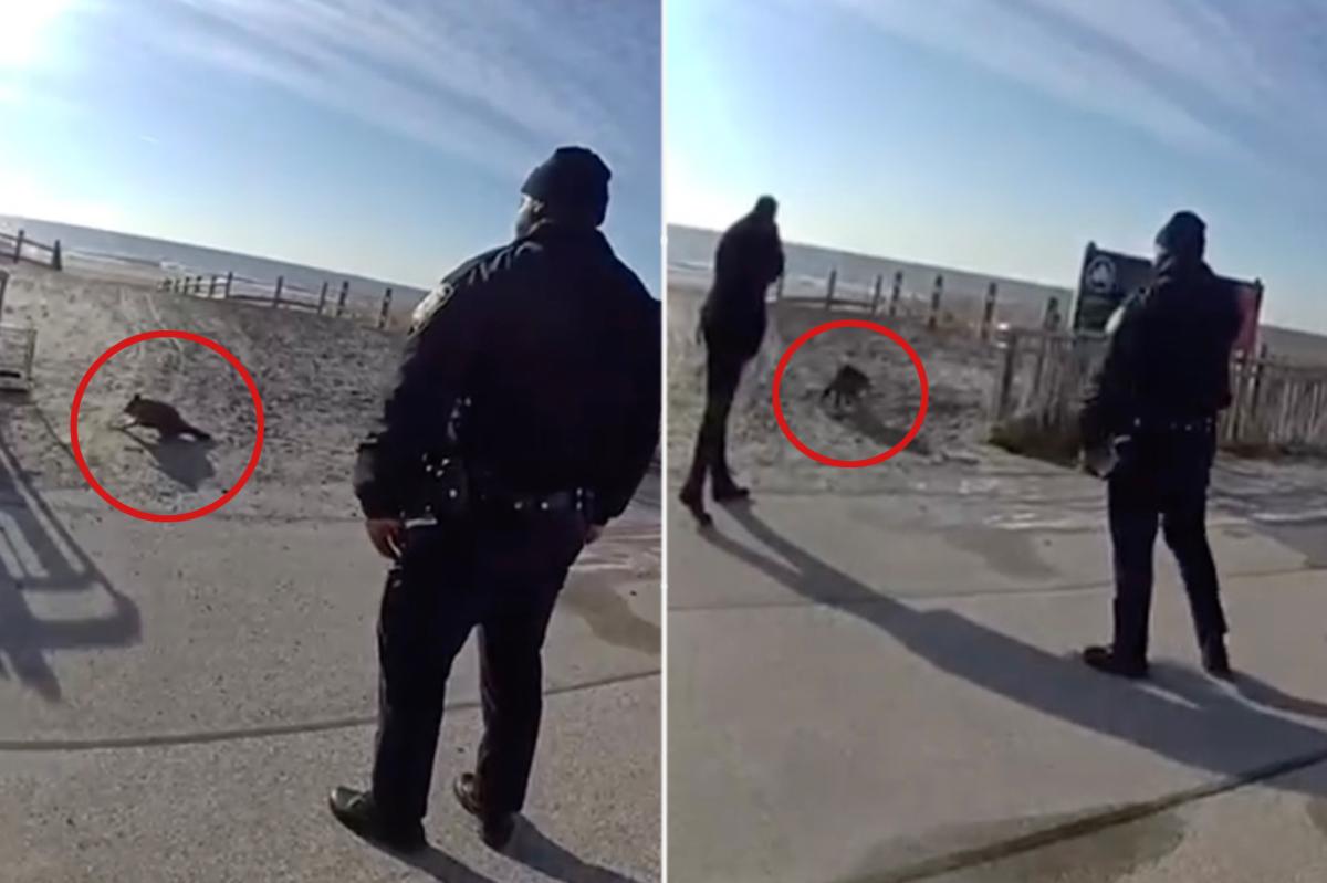 'Aggressive' raccoon that charged at a group of people shot dead on NYC boardwalk: NYPD