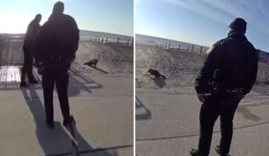 Rockaway raccoon shot by cop rabies free, NYC agency confirms